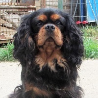 Étalon Cavalier King Charles Spaniel - Merlin du Domaine de Tangusko