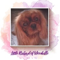 Étalon Cavalier King Charles Spaniel - (ch) little richard Of woodville