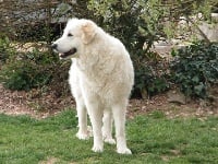 Étalon Chien de Montagne des Pyrenees - Mika Soum De Matte Du Pla D'Adet