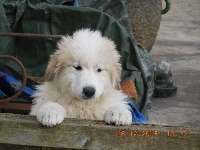 Étalon Chien de Montagne des Pyrenees - Ordessa De Bigerionnes