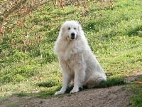 Étalon Chien de Montagne des Pyrenees - Lesponne De la cascade de couplan