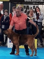 Étalon Chien de Saint-Hubert - Junkee dit joss (Sans Affixe)