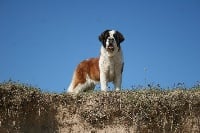 Étalon Chien du Saint-Bernard - CH. Lindbergh Des Montagnes Ensablées