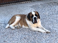 Étalon Chien du Saint-Bernard - Nesty des préludes du chassignolan