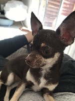 Étalon Chihuahua - Nénette Des Petits Cigalous