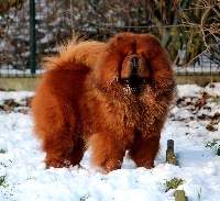 Étalon Chow Chow - CH. Mister fire's tiger du lee dou des thitounes