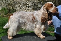 Étalon Cocker Spaniel Anglais - Léonard de vinci d'Al Ma Mour