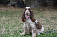 Étalon Cocker Spaniel Anglais - Némésis De la foret des reves bleus