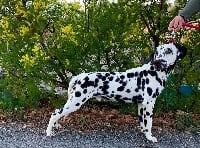 Étalon Dalmatien - Océanos du royaume des lys d'or