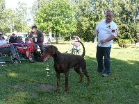 Étalon Dobermann - CH. Gwenda Vom steinigerweg