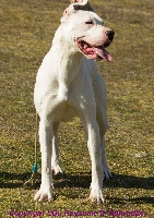 Étalon Dogo Argentino - Narmia Des Monts Du Velay