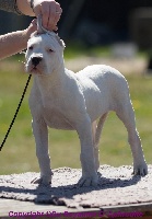 Étalon Dogo Argentino - Pandora mi suerte cerro de los condores