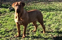 Étalon Dogue de Bordeaux - Olympe de L'Etang de Mirloup