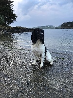 Étalon English Springer Spaniel - Newton Des Terres Vives