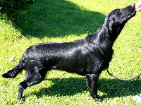 Étalon Flat Coated Retriever - Hyldegarde Du marais de la sangsurière