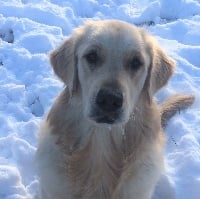 Étalon Golden Retriever - Number one De La Vallée Du Goldor