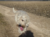 Étalon Irish Soft Coated Wheaten Terrier - newkdara Fiesty fiona