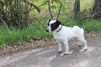 Étalon Jack Russell Terrier - Makita de l'antre des jacks