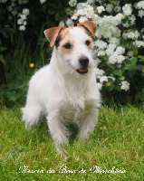 Étalon Jack Russell Terrier - Niscia du bois de Morchène