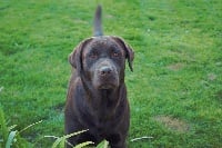 Étalon Labrador Retriever - Nina du domaine des honos