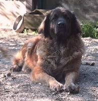 Étalon Leonberger - Joli-coeur-frimaire dite lili marlène Des Neiges de Chantelouve