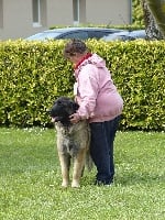 Étalon Leonberger - Ninon-prunelle Des Neiges de Chantelouve