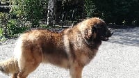 Étalon Leonberger - Oriane du domaine de Cleade