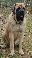 Étalon Mastiff - Meikyo des Chenaies de Kom Pystou