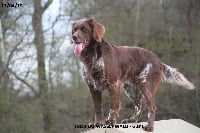 Étalon Petit Epagneul de Münster - Igor du wasserwald