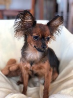 Étalon Russkiy Toy (Petit Chien Russe) - Happy gripette Joeberger