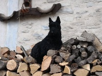 Étalon Scottish Terrier - Night in black satin du Loch D'Ergué