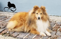 Étalon Shetland Sheepdog - Lord of dovakhiim De la montagne aux loups