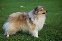 Étalon Shetland Sheepdog - Noz De goazilec