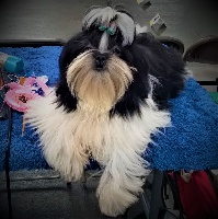 Étalon Shih Tzu - Ouessane du Rivage des Nacres