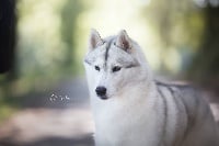 Étalon Siberian Husky - Jealous doll of siberian lady