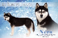 Étalon Siberian Husky - zausel's Pepsi cola