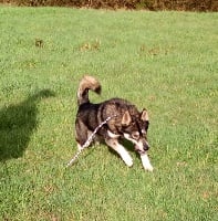 Étalon Siberian Husky - Nrj de l'empire à pas de loup (Sans Affixe)