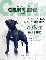 Étalon Staffordshire Bull Terrier - CH. Staffanatic's Mad mädchen
