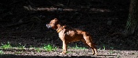 Étalon Staffordshire Bull Terrier - Medium (Sans Affixe)