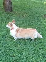 Étalon Welsh Corgi Pembroke - Mauna loa solar dite maona Des Totems Du Saskatchewan