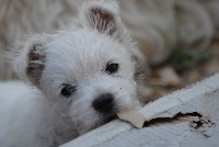 Étalon West Highland White Terrier - O'nala princesse du domaine de la charme