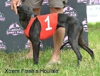 Étalon Whippet - Xtrem Flash Houlala