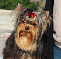 Étalon Yorkshire Terrier - Underyour'Star Lorelei