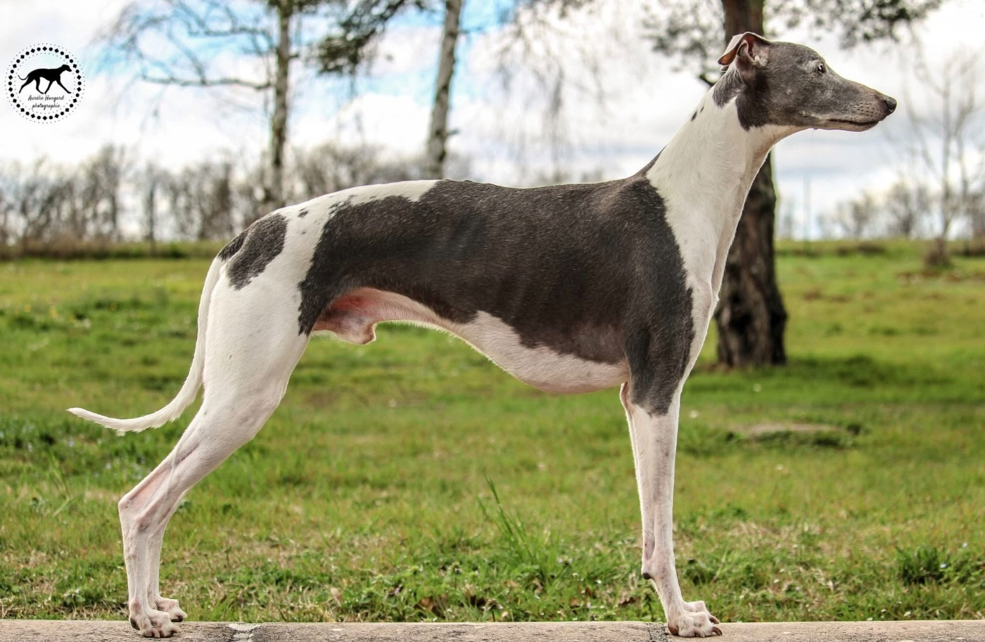 Publication : Des Précieux Rubis Auteur : Aurélie Hangard