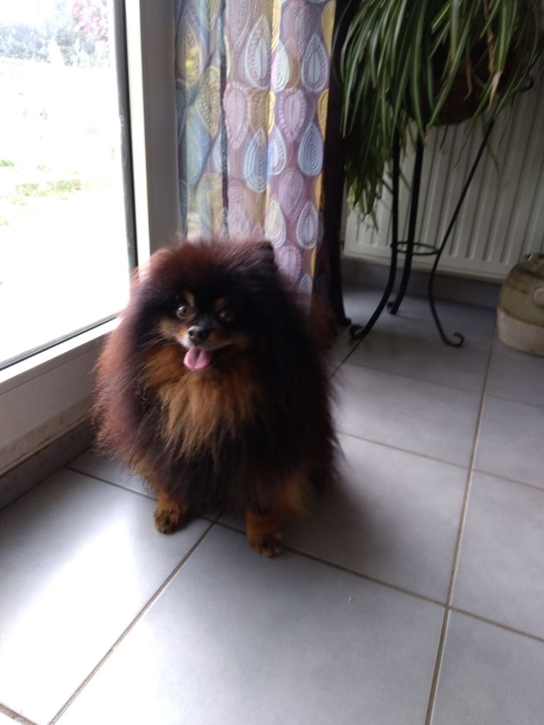  Auteur : les lys blanches