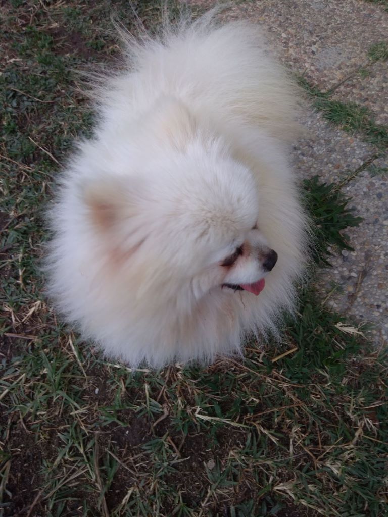  Auteur : les lys blanches