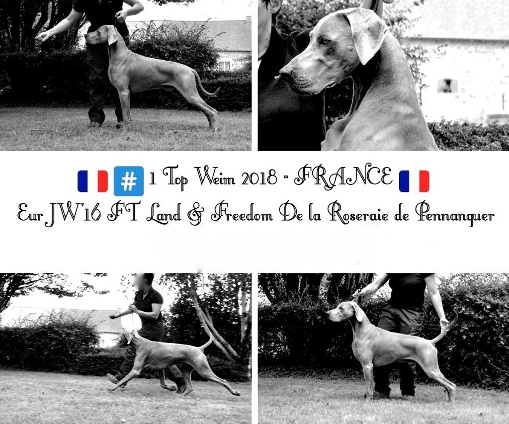 CH. de la Roseraie de Pennanguer Land and freedom chien