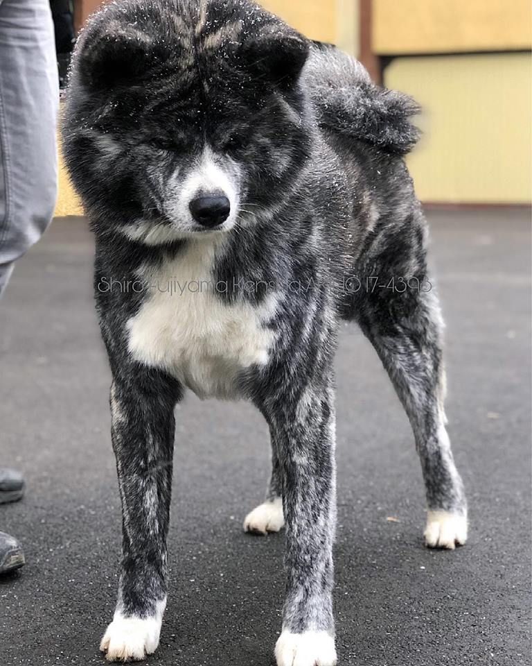 Shiro fujiyama kensha