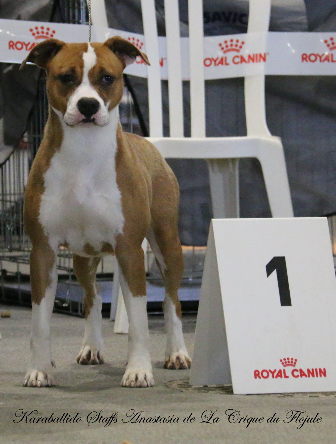 Publication : De la crique du Flojule Auteur : cedric grange