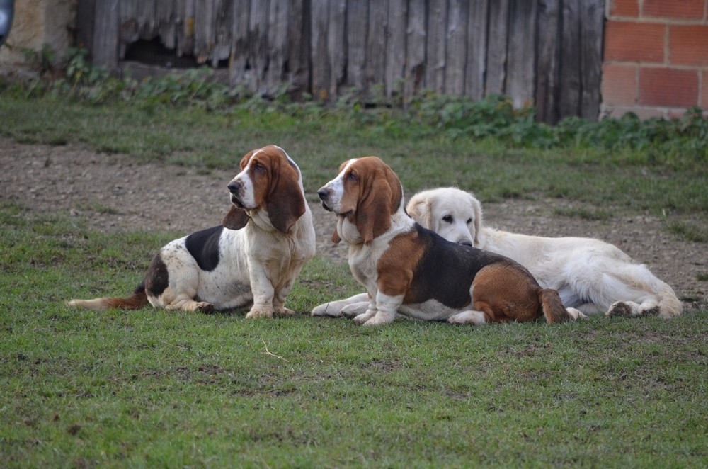 Publication : du Haras de la Vergne